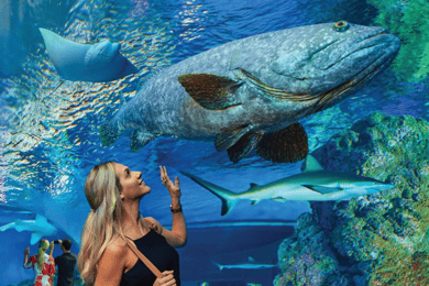 Entrada general al Acuario de Cairns