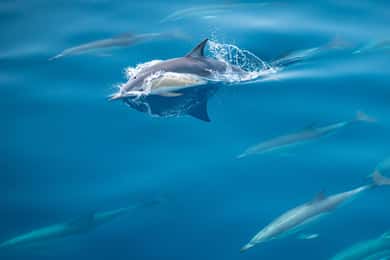 From Tauranga: Half-Day Swimming with Dolphins Tour