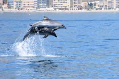 Benalmadena: Passeio de barco para observação de golfinhos