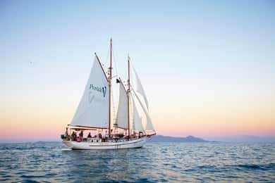 Airlie Beach: Providence Whitsundays Tallship Sunset Sail