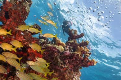 Isla Mujeres: Wycieczka z rurką na rafę Musa i Manchones