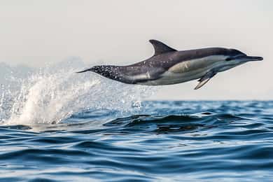 From Tauranga: Dolphin and Wildlife Cruise