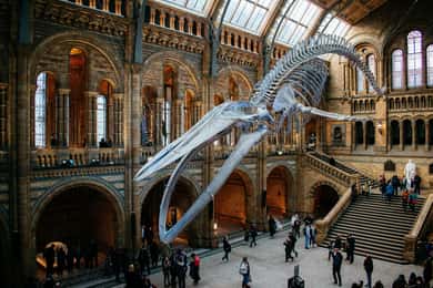 London: Natural History Museum Reservierter Eintritt & Audio Tour