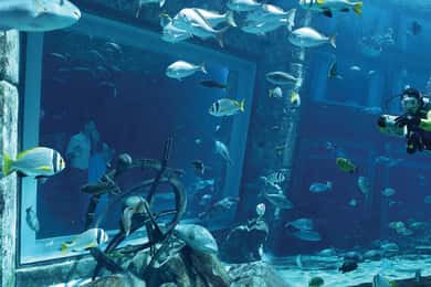 Dubai: Dykkeropplevelse i akvariet The Lost Chambers Aquarium Atlantis