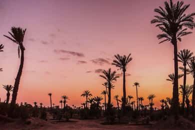 Marrakech Palmeraie: Camel Ride at Sunset