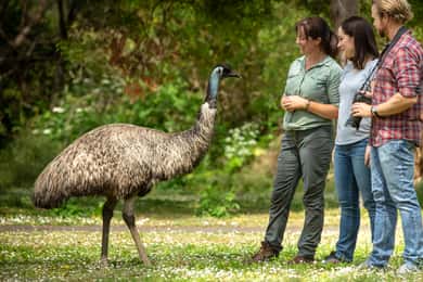 Explorador dos Oceanos às Montanhas: Excursão de 3 dias pela Great Ocean Road