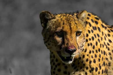 4-Day Addo to Karoo Safari