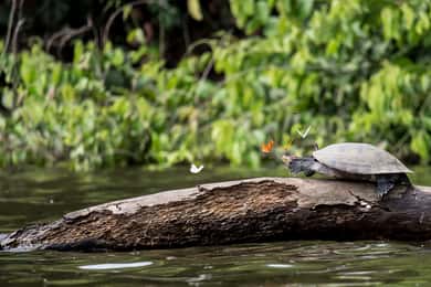 Tambopata Peruanska Amazonas djungel för tre dagar/ två nätter