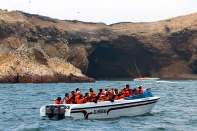 Nadar com leões-marinhos na Ilha Palomino