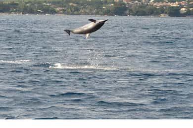 Mauritius: Delfin- och valskådning med snorkling