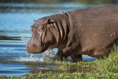 Murchison Falls: 4-Hour Game Drive with Optional Boat Cruise