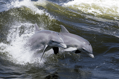 Hilton Head Island: Dolphin Nature Cruise