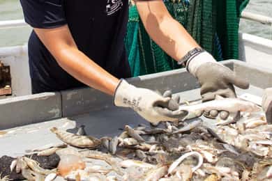 Hilton Head Island: Shrimp Trawling Boat Tour