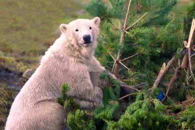 Entrébillet til Highland Wildlife Park
