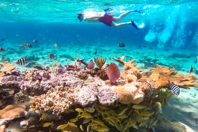 Plage de Pearl Island : Journée complète de plongée avec masque et tuba avec déjeuner