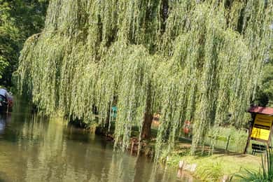 Desde Dresde: excursión de un día a Spreewald