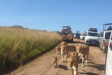 From Nairobi: 3 Days, 2 Nights Maasai Mara Group Safari