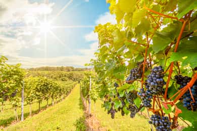 Napa Valley: Guided Wine Tour with Picnic Lunch