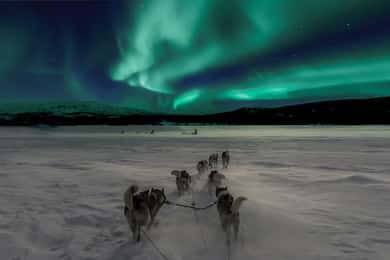 Rovaniemi: Aurora boreal e passeio de trenó puxado por huskies