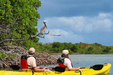 Exploración de la selva de manglares en SUP/Kayak