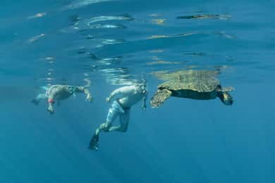 From Ma'alaea: AM Turtle Town Snorkel Aboard Quicksilver