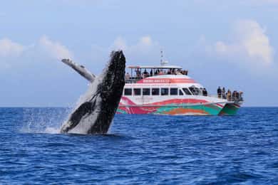 Hervey Bay: Half-Day Whale-Watching Cruise