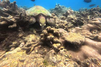 Trincomalee: Whale Watching, Snorkeling, and Turtle Swim