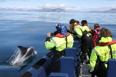Desde Reikiavik: Excursión de avistamiento de ballenas en lancha rápida