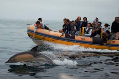 Peniche: Dolphin Route Boat Trip