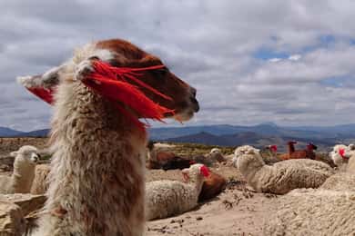 De Arequipa: Excursão de 2 dias ao Canyon do Colca