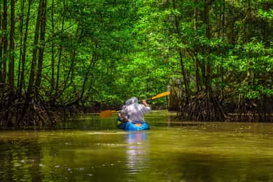 Från San Jose: 3-dagars utflykt till nationalparken Tortuguero