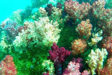 Snorkel privado en Lipe fuera de la zona turística en barco de cola larga