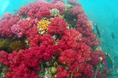 Excursión de snorkel a Koh Lipe, 6 horas, excursión 1