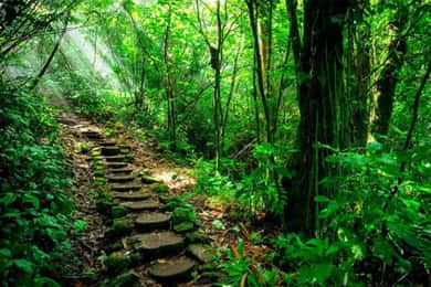 Mombacho Naturreservat und Canopy Adventure