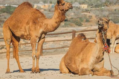 Beach Camel Ride & Encounter in Cabo by Cactus tours park