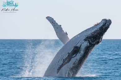 Hervey Bay: Humpback Whale-Watching Half-Day Cruise