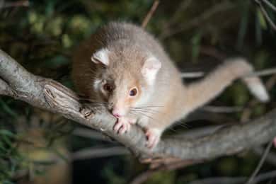Bonorong Wildlife Sanctuary Guided Night Tour