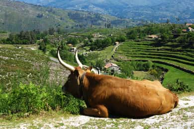Peneda-Gerês: Excursão de 1 dia