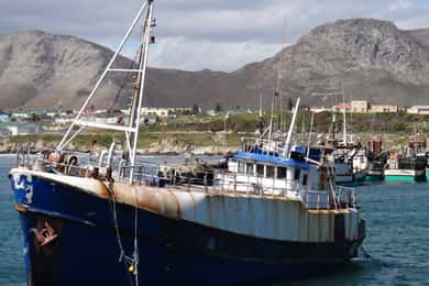 Cidade do Cabo: Excursão de mergulho com tubarões no porto de Gansbaai