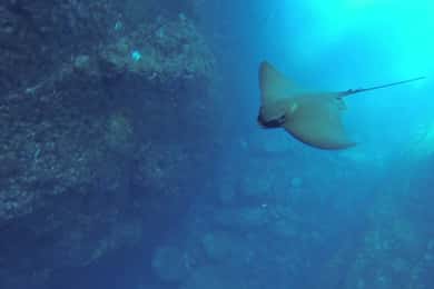 Angra do Heroísmo: Snorkeling Tour by boat