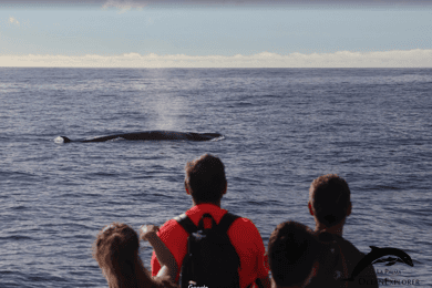 La Palma: 3-stündiges Delfin- und Walbeobachtungserlebnis