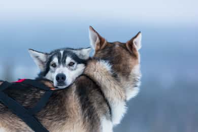Levi: 7 km självkörande huskyhundspannsäventyr