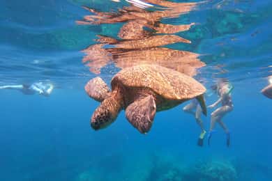 From Ka'anapali: West Maui Half-Day Snorkel Tour w/ Food