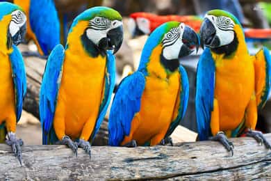 Desde Iquitos Excursión de 3 días a la Selva Amazónica