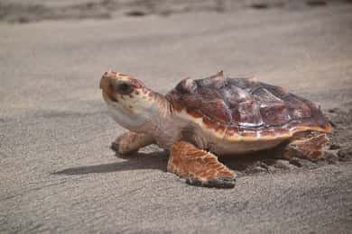 Santa Maria: Experiência de observação de tartarugas marinhas na Ilha do Sal