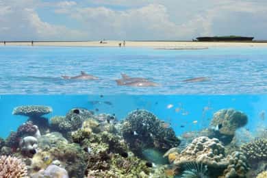 Diani: Kisite Mpunguti Marine Park with Lunch