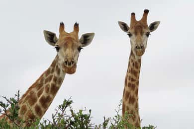 From Cape Town: Wildlife Safari, Olive, Beer & Wine Tasting