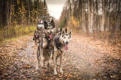 Fairbanks: Dog Mushing through Fall Landscapes on a UTV