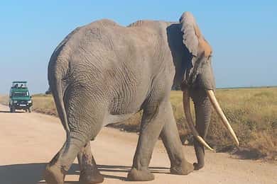 DAY TRIP AMBOSELI PARK FROM NAIROBI AND MASAI VILLAGE.