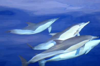 São Miguel: Swim with Wild Dolphins in the Open Ocean